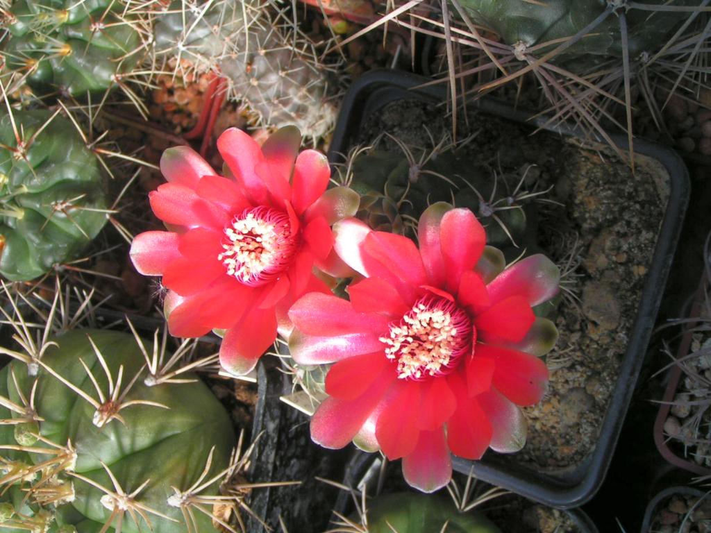 Gymnocalycium baldianum